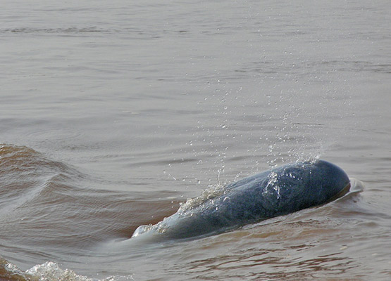 attraction-Irrawaddy Dolphins 2.jpg